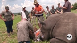 Scientists trial  injecting radioactivity into rhino horns to deter poachers