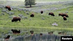 FILE - A herd of bison graze in Lamar Valley in Yellowstone National Park, Wyoming, June 20, 2011. 