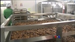 ဘန်ကောက်မြို့က ပိုးကောင်ကြော်