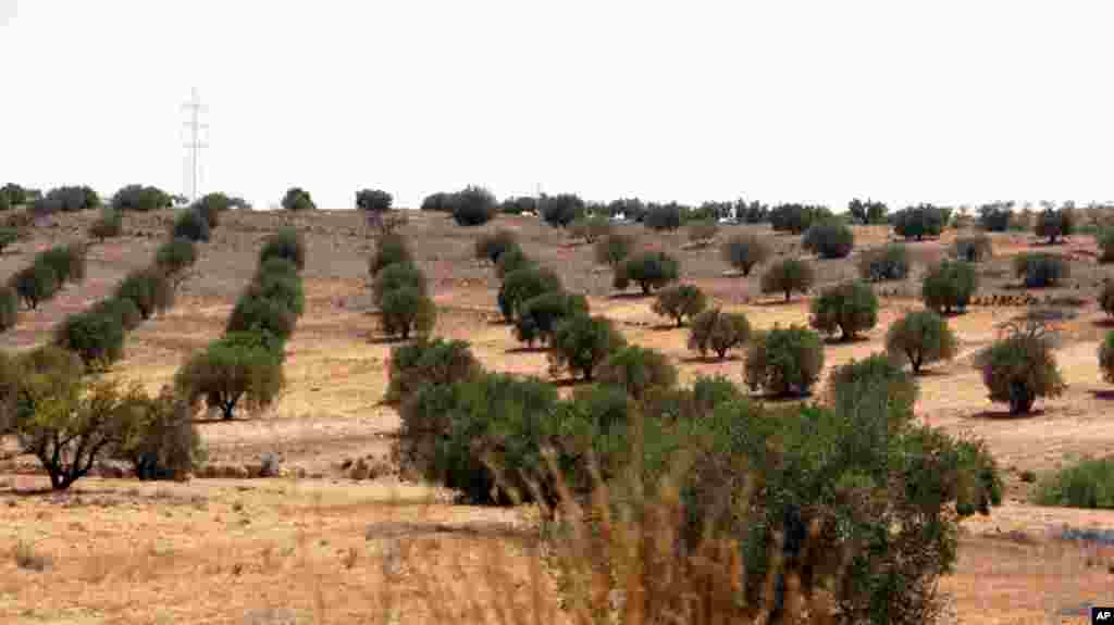 An olive grove near the Gadhafi-held town of Bani Walid. September 4, 2011. VOA - E. Arrott