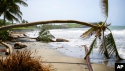 (FILE) Palm trees wilt after being uprooted by Hurricane Beryl in St. Patrick, Grenada, Tuesday, July 2, 2024.