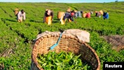 File - Workers pick tea leaves at a plantation in Nandi Hills, in Kenya's highlands region west of capital Nairobi.