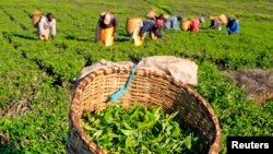 File - Workers pick tea leaves at a plantation in Nandi Hills, in Kenya's highlands region west of capital Nairobi. Taken Nov. 5, 2014.