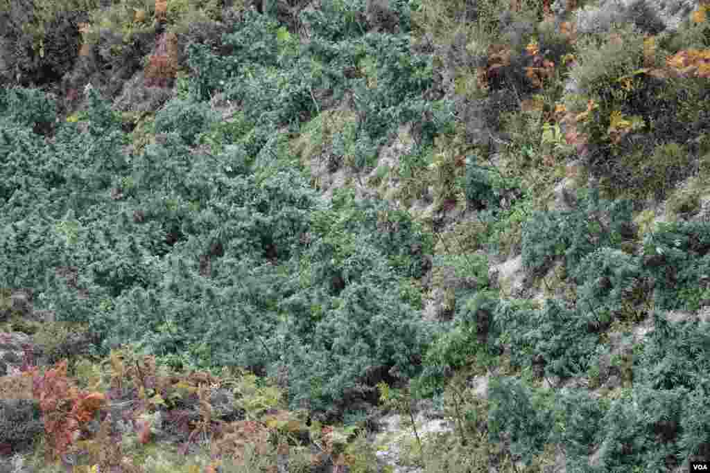 Ilegal Marijuana in Southern Albania