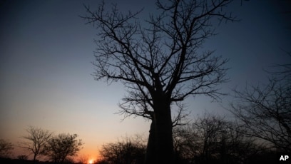 The sun sets behind a baobab tree, known as the tree of life, in Mudzi, Zimbabwe, Thursday, Aug. 22, 2024.