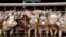 FILE - A group of young pigs stare out of a pen at a hog farm in central North Dakota, in this Jan. 2005 file photo. 