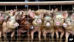 FILE - A group of young pigs stare out of a pen at a hog farm in central North Dakota, in this Jan. 2005 file photo. 