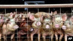 FILE - A group of young pigs stare out of a pen at a hog farm in central North Dakota. A law colloquially known as the "ham and cheese law" was passed last year, exempting pork and dairy operations from the state's longtime ban on corporate farming.