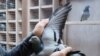 Belgian Racing Pigeon Fetches Record Price of $1.9 Million 