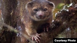 Olinguito (Bassaricyon neblina), spesies mamalia terbaru yang ditemukan di pegunungan Andes, Amerika Selatan. (Foto: Mark Gurney)