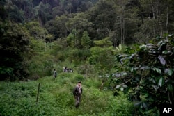 FILE - Pemimpin penjaga hutan Sumini beristirahat saat patroli hutan di Damaran Baru, provinsi Aceh, 7 Mei 2024. (Dita Alangkara, File/AP)