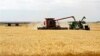 Unapproved US Wheat Sparks Trade Concerns