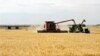 Lúa mì Hoa Kỳ xuất khẩu đang bị theo dõi sát