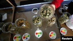 Un voluntario muestra frascos de cogollos de cannabis secos en el dispensario de marihuana medicinal de La Brea Collective en Los Ángeles, California, 18 de marzo de 2014.