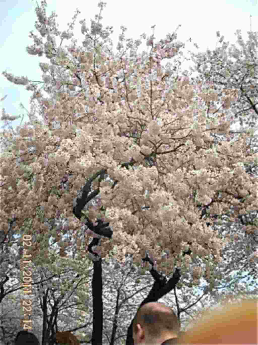 فستیوال شکوفه های گیلاس در واشنگتن ۲۰۱۱