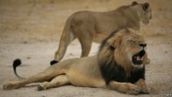 US Steps Up Efforts To Protection Africa's Lions