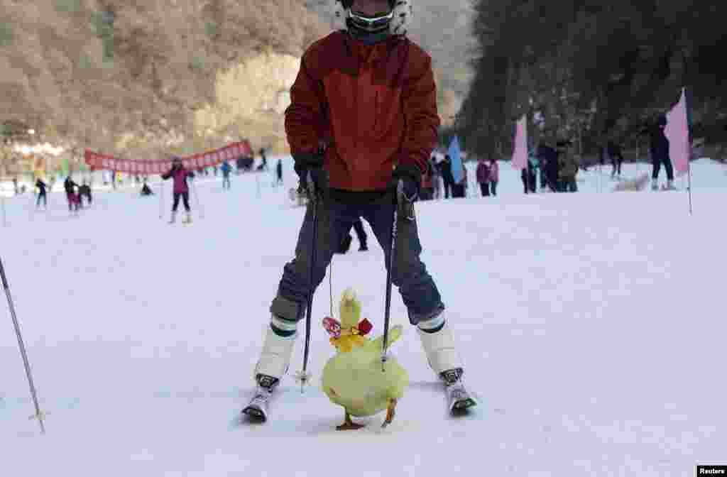 Seorang peserta lomba melakukan ski dengan seekor bebek dalam lomba &#39;Ski dengan hewan piaraan&#39; di Sanmenxia, provinsi Henan, China.