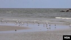 路易斯安那海灘