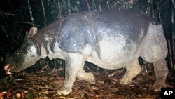 This undated handout photo released by the WWF shows a Javan rhino inside the Nam Cat Tien park in Southern Vietnam. A critically endangered species of rhino has been poached to extinction in Vietnam, wildlife groups said on after the country's last Java