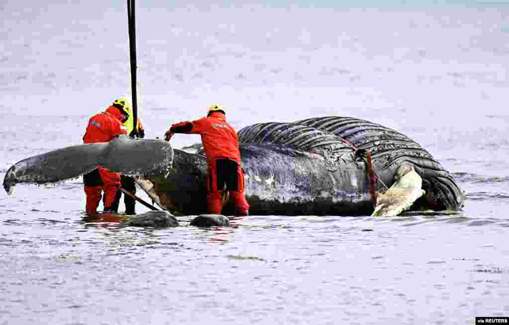 Workers prepare to lift the humpback whale stranded near the Segerstad Lighthouse, on the shores of the Baltic Sea, out of the water to be transported to an incineration facility, on Oland island, Sweden. (Suvad Mrkonjic/TT News Agency)