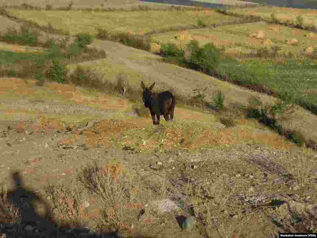 Arslanbab, Jalal-Abad, Kyrgyzstan
