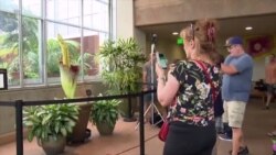 Цветок с трупным запахом