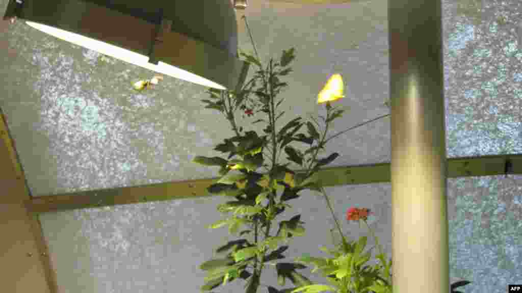 Amerikan Doğa Tarihi Müzesi: Kelebekler