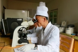 FILE - Researchers of the Veterinary Institute under the Academy of Agricultural Research check on African Swine Flu at Ryongsong District in Pyongyang, North Korea, June 10, 2019.
