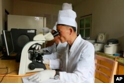 FILE - Researchers of the Veterinary Institute under the Academy of Agricultural Research check on African Swine Flu at Ryongsong District in Pyongyang, North Korea, June 10, 2019.