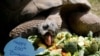 Tuki, an Aldabra Giant tortoise, eats a cake made of vegetables as he celebrates his 100th birthday at Faruk Yalcin Zoo in Darica, 60 kilometers east of Istanbul, Turkey.