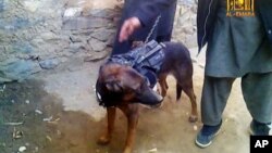 Anjing NATO yang ditangkap Taliban di Afghanistan dalam pertempuran di provinsi Laghman, sebelah timur Kabul akhir tahun lalu, terlihat dalam video di YouTube (7/2).