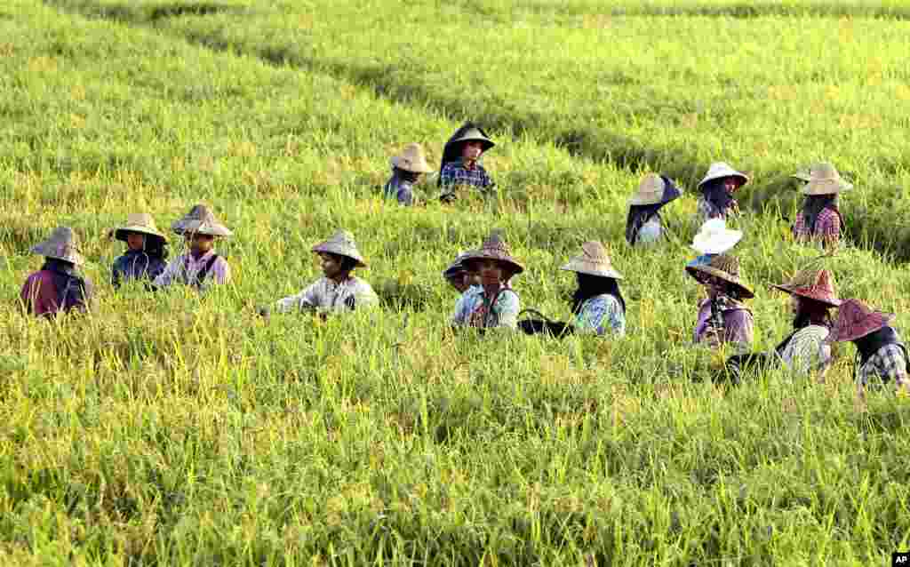 Farmers tend paddy fields just a few weeks ahead of harvesting in Naypyidaw, Myanmar.