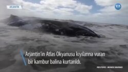 Kıyıya Vuran 7 Tonluk Balina Kurtarıldı