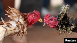 FILE - Roosters participate in a traditional Malagasy cockfighting contest in Ambohimangakely near Madagascar's capital Antananarivo.