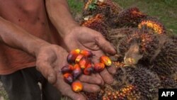 Seorang petani kelapa sawit memperlihatkan buah kelapa sawit di Kampar, Riau, 20 Agustus 2018. 