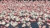 Flocks of flamingos stand in a pond in Navi Mumbai, India.