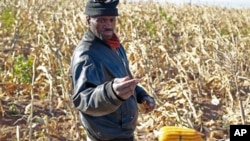 A farmer picks his maize in a field near the house and birth place of former South African President Nelson Mandela in Qunu, South Africa, June 12, 2013. 