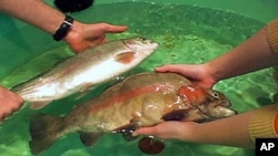 Comparing a standard grown rainbow trout (left) and a genetically-modified rainbow trout (right). Both fish are the same age.