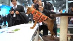 High-tech Animal Collar Helps Reveal Pet Emotions