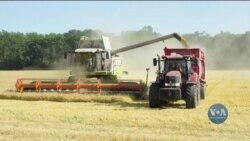 Ціни на українське зерно б'ють рекорди. Що це означає для фермерів та споживачів? Відео