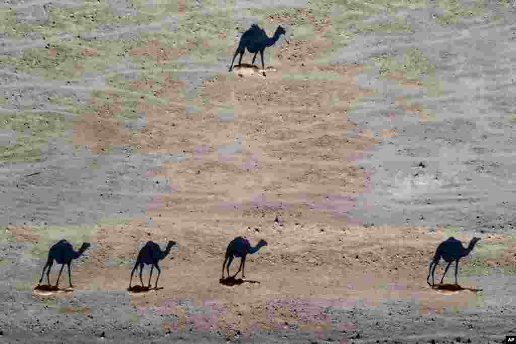 Camels walk near the West Bank village of Al Fasayil, in the Jordan Valley.