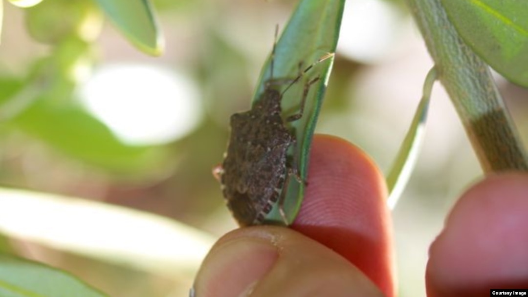 Invasive stink bug on an olive branch in Oregon's Willamette Valley. (Vaughn Walton, OSU)
