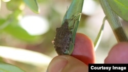 Invasive stink bug on an olive branch in Oregon's Willamette Valley. (Vaughn Walton, OSU)