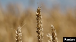 Фото: поле пшениці в Чернігівській області, липень 2022 року. REUTERS/Валентин Огіренко