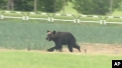 Dalam foto dari tangkapan layar video, seekor beruang sedang berlarian di sebuah lapangan di Sapporo, utara Jepang, 18 Juni 2021. (Foto: NTV via AP)