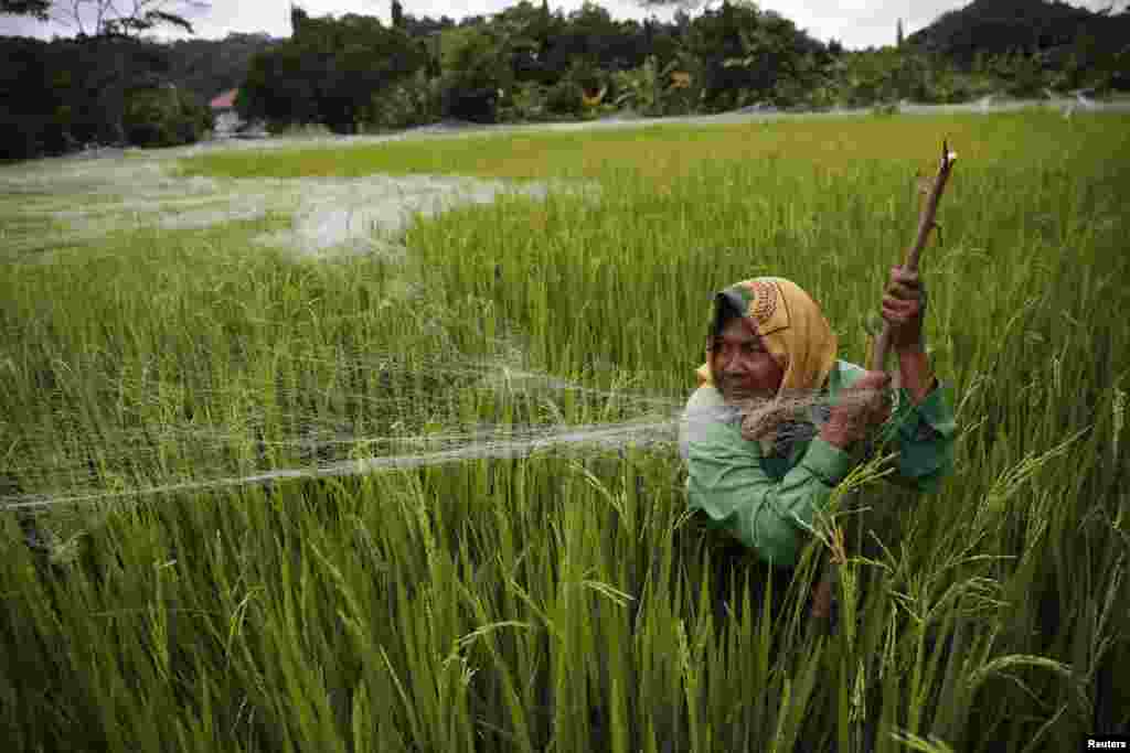 A farmer pulls an old fishing net over a rice field to protect it from birds in Cilacap, Central Java, Indonesia.