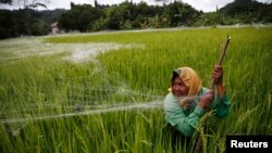 Seorang petani memasang jala ikan di atas sawah untuk melindunginya dari hama burung, di Cilacap, Jawa Tengah (2/3). (Reuters/Darren Whiteside)