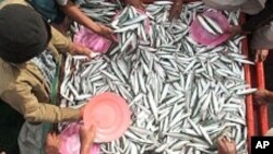 جاپان: سمندر میں لاپتا افراد کو تین ہفتوں بعد بچا لیا گیا