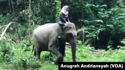 Seorang perempuan sedang menunggang gajah Sumatera di Kamp Konservasi Gajah Aek Nauli, Kabupaten Simalungun, Sumatera Utara. (Foto:VOA/Anugrah Andriansyah)