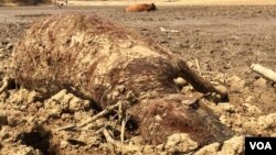 Inkomo Zibulawa Yikuswelakala Kotshani Lamanzi eLupane